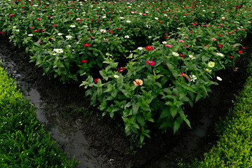 Colorful Blossoms in a Lush Garden under Natural Daylight