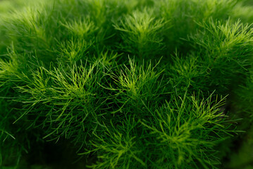 Lush Foliage of Green Dill Herb Plant in Natural Setting