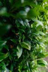 Lush Green Leaves on Shrub in Vibrant Natural Setting