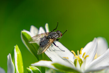 Close-up of a fly on a white Ornithogalum umbellatum flower – insect in natural environment