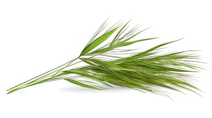 Fototapeta premium Close-up of fresh green grass blades with detailed texture and natural appearance isolated on a white background suitable for nature and outdoor themes