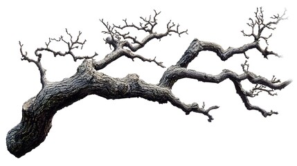 Unique gnarled leafless tree branch with twisted limbs and textured bark isolated on a plain background for artistic or natural landscape themes