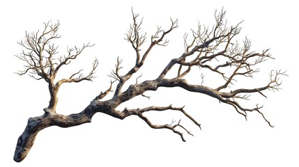 Obraz premium Dry leafless gnarled tree branch with twisted bark and stark bare twigs isolated on white background perfect for nature or art themes