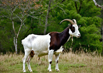  White goat with curved horns standing in lush green field against trees
