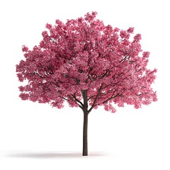 Obraz premium Blooming Cherry Blossom Tree with Pink Flowers Isolated on White Background for Sp Nature Design and Floral Decoration Concepts