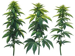 Detailed illustration of three vibrant cannabis plants with lush green leaves and distinctive flowe tops, showcasing healthy growth and plant structure