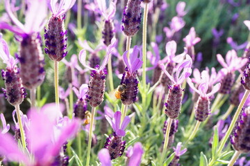 満開に咲いているフレンチラベンダー畑。