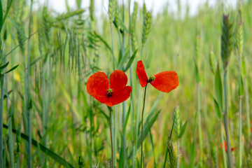 Two red poppies among green cereal spikes in a summer field – wildflowers in natural landscape