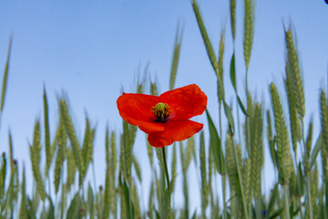 Single red poppy among cereal spikes against blue sky – summer rural landscape