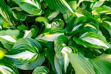 Close-up of variegated hosta leaves in summer garden light
