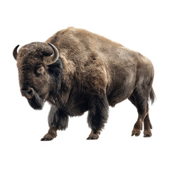 Fototapeta premium Majestic American Bison Walking Isolated on a Transparent Background