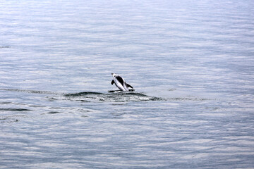 Dolphin jumping in the waters of Iceland