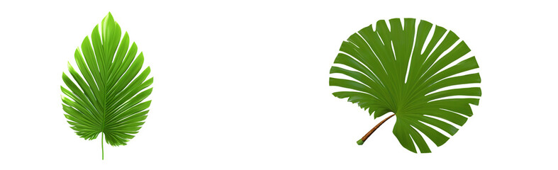 Coconut or sugar palm leaf set, featuring detailed natural patterns, perfect for tropical-themed designs, eco-friendly branding, and illustrations with a transparent background.

