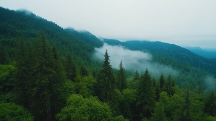 Lush green mountain forest landscape with rolling fog and overcast sky natural scenic views