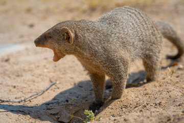 Close up of a banded mongoose in the Etosha National Park in Namibia, Africa.
