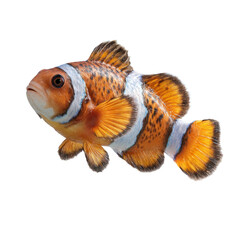 Clownfish swimming ocean habitat transparent background underwater scene close-up view marine life concept