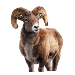 Majestic bighorn sheep portrait natural habitat animal photography transparent background close-up wildlife beauty