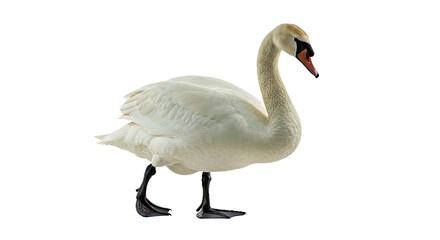 Obraz premium Tundra Swan: Full Body, Pure White, Elegant Neck, Isolated on White