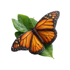 Monarch butterfly on green leaves nature scene transparent background close-up view vibrant colors