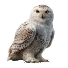 Majestic owl in flight forest clearing high-quality image transparent background eye-catching wildlife photography