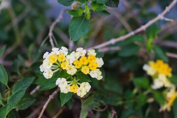 Lantana Camara Blooming Brightly with Yellow and White Flowers