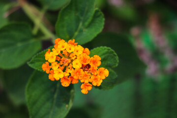 Radiant Orange Lantana Flowers with Rich Green Leaves