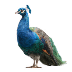 Obraz premium Vibrant peacock displaying feathers natural habitat animal photography transparent background close-up perspective