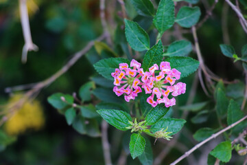 Stunning Pink Lantana Clusters with Fresh Green Leaves