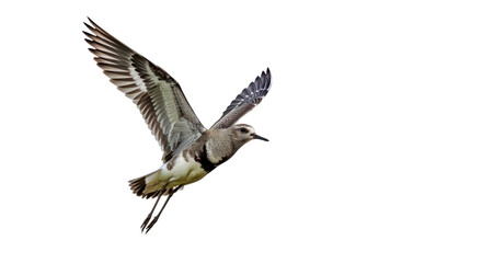 Obraz premium Grey Plover in Flight: Wings Spread, Black Armpits, White Underwings