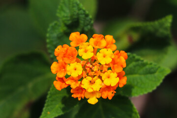 Vibrant Orange and Yellow Lantana with Green Leaves