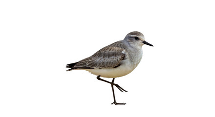 Serene Grey Plover: Standing on One Leg, Silvery-Gray, Isolated on White