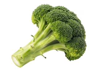 Broccoli seed png vegetable seed png organic seed png garden seed png healthy seed png green seed png heirloom broccoli seed png grow broccoli png transparent background image