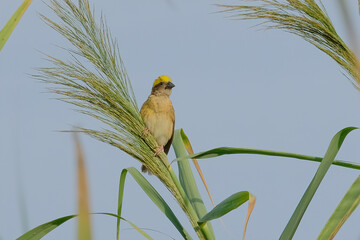 Baya weaver