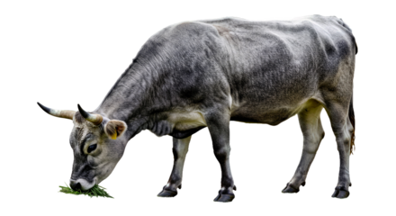 Grazing Hungarian Grey Cow: Grey Fur, Curved Horns, Isolated on White