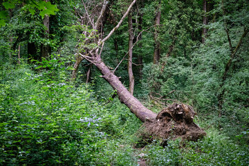 L'arbre déraciné