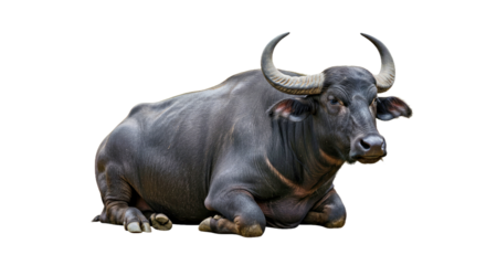 Peaceful Murrah Buffalo: Lying Down, Curled Horns, Isolated on White