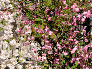 봄꽃이 만개한 봄 계절의 라일락 서부해당화 수양벚꽃 나무와 하늘이 어우러진 공원 정원 마당의 자연환경 배경화면