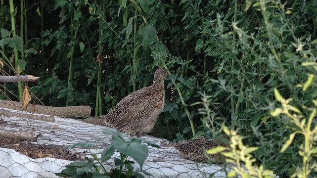 Diverse bird species observed in Becej's lush greenery during evening hours