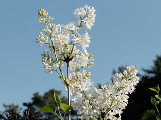 봄꽃이 만개한 봄 계절의 라일락 서부해당화 수양벚꽃 나무와 하늘이 어우러진 공원 정원 마당의 자연환경 배경화면
