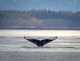 Fototapeta premium Humpback Whale Tail