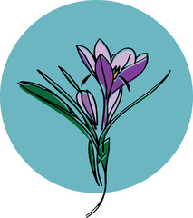 Purple crocus vector illustration, Botanica