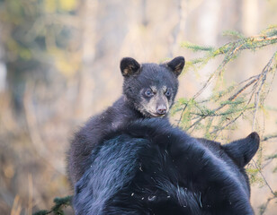 black bear cub © Gregory