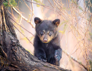 black bear cub © Gregory