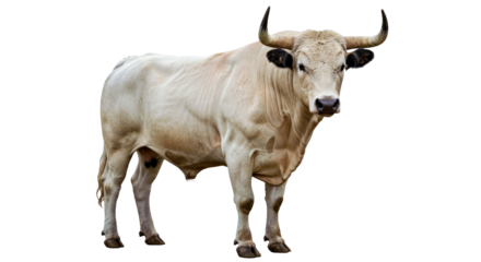 White Park bull facing camera, muscular build, white coat with black-tipped nose and ears, curved upward horns, isolated on white background