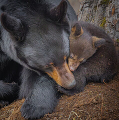 Mama Bear and Cub Cuddles © Gregory