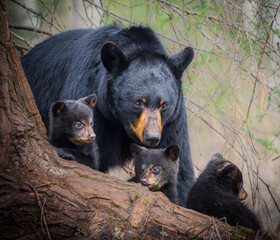 Black Bear Family © Gregory