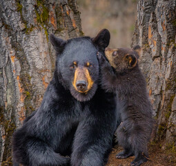 Mama bear and bear cub in Alaska