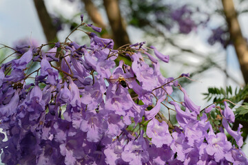 A bee sucking nectar from a Jacaranda flower (Megacampsomeris grossa matsumurai)