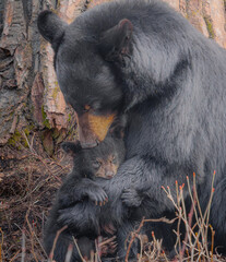 Mama bear and cub snuggling in alaska © Gregory