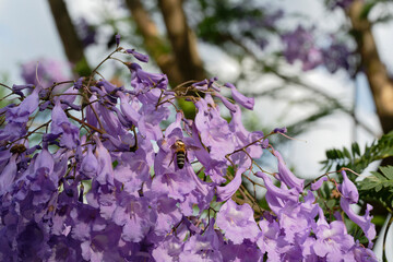 A bee sucking nectar from a Jacaranda flower (Megacampsomeris grossa matsumurai)